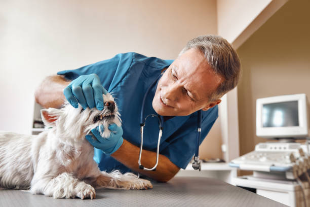 Best Emergency Dental Care for Abscessed Tooth in Patterson, LA